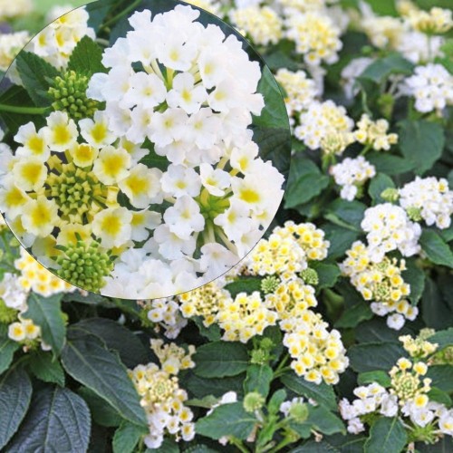 Lantana 'Trinidad White' - Lantaan 'Trinidad White'  